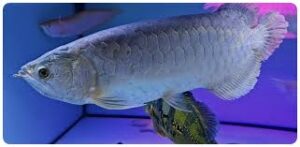 Batik Arowana