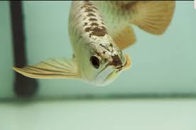 Goldenhead Arowana