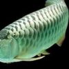 Green Arowana