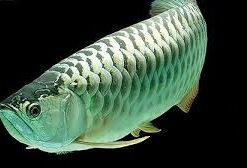 Green Arowana