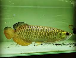 Green Asian Arowana