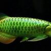Green Asian Arowana