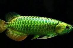 Green Asian Arowana