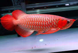 Red Arowana