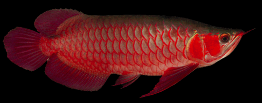 Red Asian Arowana for sale