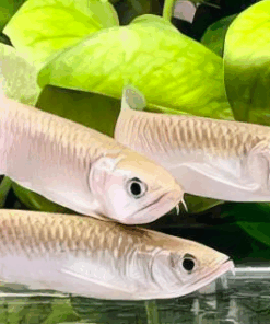 Buy Silver Jardini Arowana 