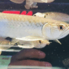 Green Asian Arowana for sale 
