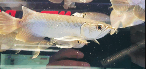 Green Asian Arowana for sale 