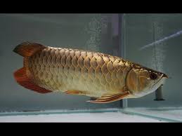 Malaysian Golden Arowana for sale