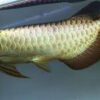 Malaysian Golden Arowana for sale