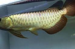 Malaysian Golden Arowana for sale