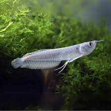 Silver Jardini Arowan for sale