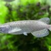 Silver Jardini Arowan for sale