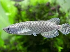 Silver Jardini Arowan for sale