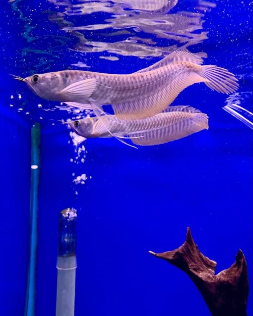 Buy Silver Arowana online