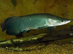 Buy Arapaima Arowana Fish