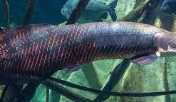 Buy Arapaima Arowana Fish