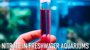 Buy Asian Arowana online