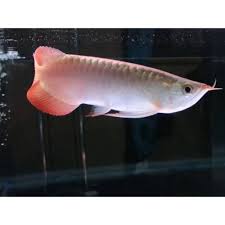 Buy Banjar Red Arowana