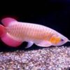Buy Banjar Red Arowana