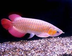 Buy Banjar Red Arowana