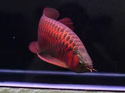 Buy Chili Red Arowana
