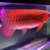 Buy Chili Red Arowana
