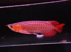 Buy Chili Red Arowana