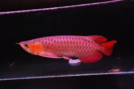 Buy Chili Red Arowana