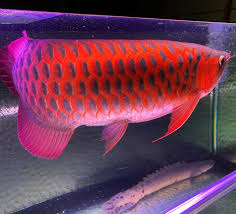 Buy Chili Red Arowana