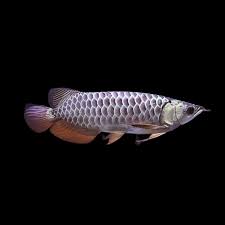 Buy Cross Back Arowana Fish