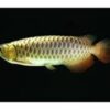 Buy Cross Back Arowana Fish