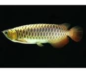 Buy Cross Back Arowana Fish