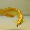 Buy Golden Arowana Fish
