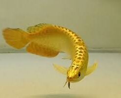 Buy Golden Arowana Fish