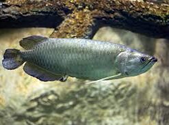 Buy Jardini Arowana