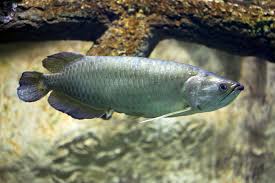 Buy Jardini Arowana