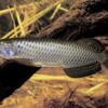Buy Jardini Arowana