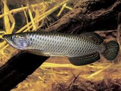 Buy Jardini Arowana