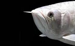 Buy Platinum white Arowana Fish