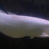 Buy Platinum white Arowana Fish