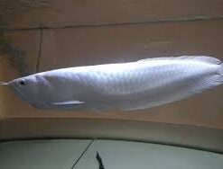 Buy Platinum white Arowana Fish