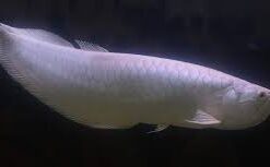 Buy Platinum white Arowana Fish