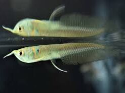 Buy Silver Arowana Fish
