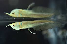 Buy Silver Arowana Fish