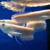 Buy Silver Arowana Fish