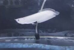 Buy Silver Arowana Fish
