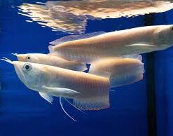 Buy Silver Arowana Fish