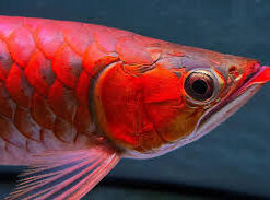 Buy Super Red Arowana Fish