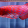 Buy Super Red Arowana Fish